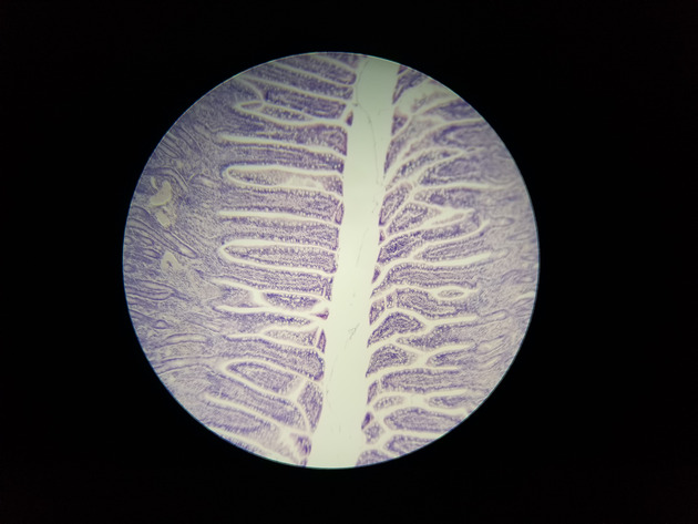 Simple Columnar Epithelium Slides - Simple Columnar Epithelium 06 40X